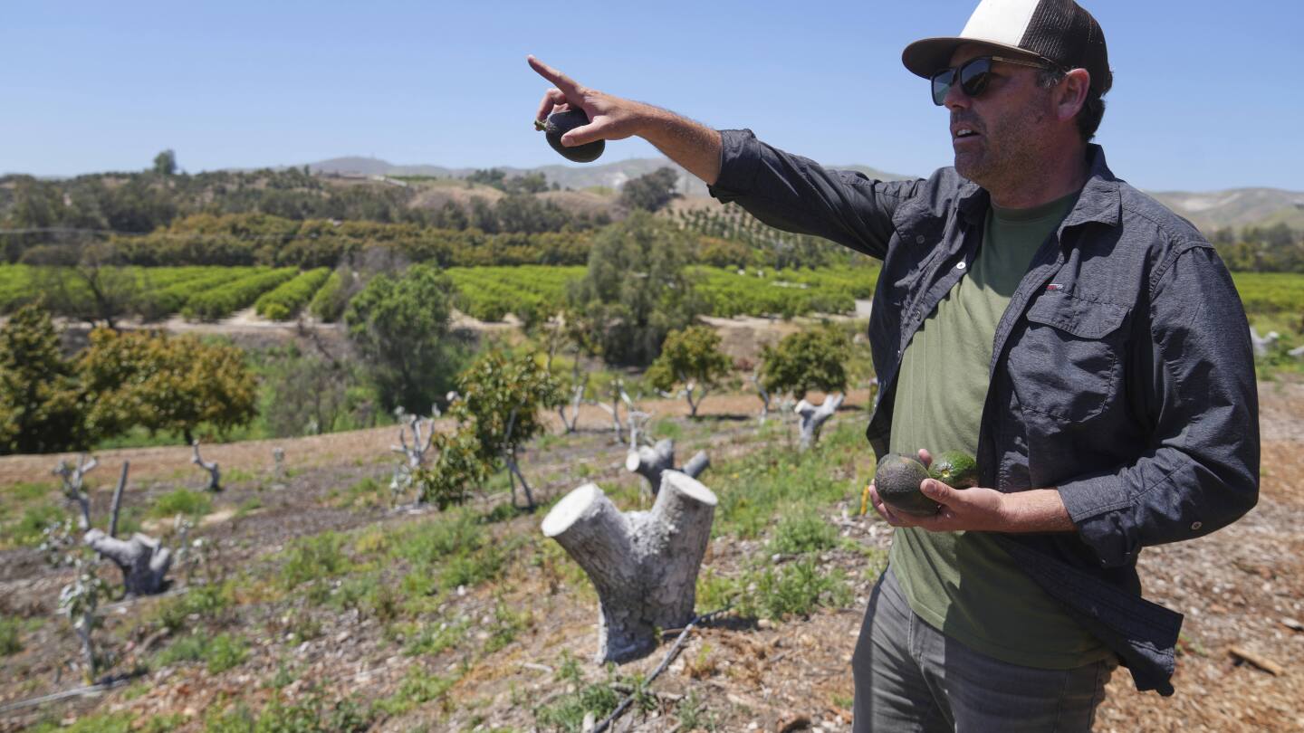 California avocado growers say Mexican imports help their sales