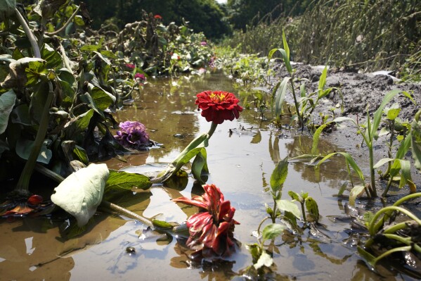 A zinnia flower stem rises nearly undamaged from the flood waters, which destroyed crops, at the Intervale Community Farm, Monday, July 17, 2023, in Burlington, Vt. (AP Photo/Charles Krupa)