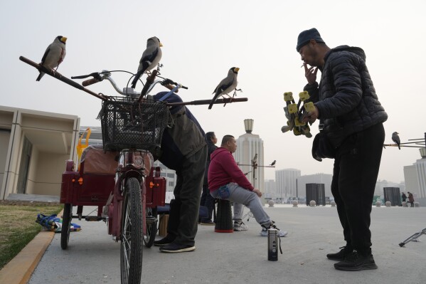 A man smokes near Wutong birds waiting for their turn to catch beads blown out of tubes, a Beijing tradition that dates back to the Qing Dynasty, outside a stadium in Beijing, Tuesday, March 26, 2024. Today, only about 50-60 people in Beijing are believed to still practice it. (AP Photo/Ng Han Guan)