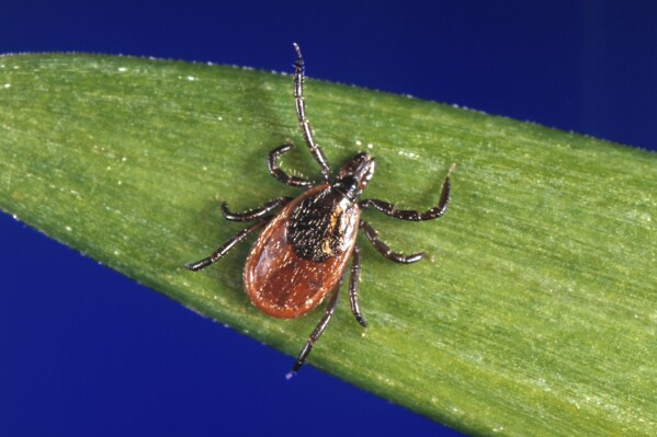 FILE - This undated file photo provided by the U.S. Centers for Disease Control and Prevention (CDC) shows a blacklegged tick, also known as a deer tick, a carrier of Lyme disease. U.S. Lyme disease cases jumped nearly 70% in 2022, according to a report released by the Centers for Disease Control and Prevention on Thursday, Feb. 15, 2024. But health officials say it’s due to a change in reporting requirements, and not an explosion of new infections. (CDC via AP, File)