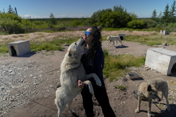 Erin Greene holds one of her rescued sled dogs, Thursday, Aug. 8, 2024, in Churchill, Manitoba. (AP Photo/Joshua A. Bickel)