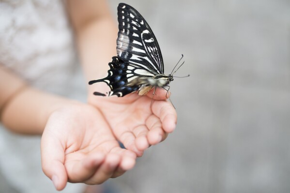 Rare Disease Day on 29.2.2024 - Hope starts with research: RHEACELL receives positive signal for accelerated stem cell development program to treat rare 'butterfly disease', a genetic skin disease with a massive impact on quality of life for which there is currently no cure. / More information via ots and www.presseportal.de/en/nr/163211 / The use of this image for editorial purposes is permitted and free of charge provided that all conditions of use are complied with. Publication must include image credits.