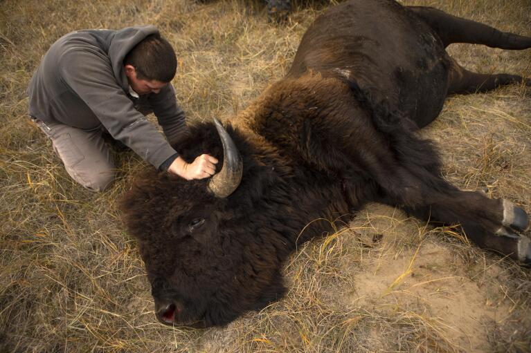 T.J. Heinert, assistant range manager of Wolakota Buffalo Range near Spring Creek, S.D., inspects the bull bison he harvested on Friday, Oct. 14, 2022. (AP Photo/Toby Brusseau)