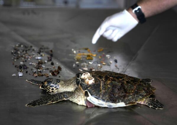 A Hawksbill sea turtle, that was found on a nearby beach, is displayed after an autopsy was performed along with trash mostly plastic materials, top, and food items, left, removed from the turtle's stomach, at the Al Hefaiyah Conservation Center lab, in the city of Kalba, on the east coast of the United Arab Emirates, Tuesday, Feb. 1, 2022. A staggering 75% of all dead green turtles and 57% of all loggerhead turtles in Sharjah had eaten marine debris, including plastic bags, bottle caps, rope and fishing nets, a new study published in the Marine Pollution Bulletin. The study seeks to document the damage and danger of the throwaway plastic that has surged in use around the world and in the UAE, along with other marine debris. (AP Photo/Kamran Jebreili)