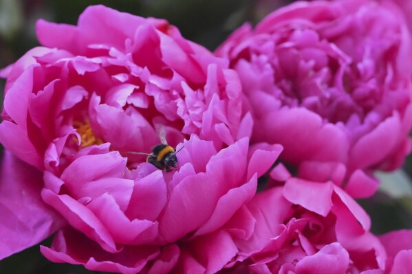 A bumble bee sits on a peony from Primrose Hall Peonies on display at the RHS Chelsea Flower Show in London, Monday, May 19, 2025. (AP Photo/Kirsty Wigglesworth)