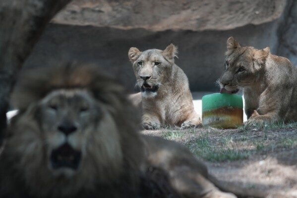 2024年6月7日，星期五，墨西哥城，查普特佩克动物园，一只狮子正在舔围栏里的冷冻食物，工作人员正在为这些动物降温。（美联社照片/爱德华多·威尔杜戈）