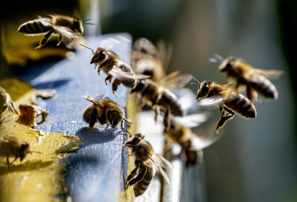 Bees gather round a beehive, on the outskirts of Frankfurt, Germany, April 8, 2024. (AP Photo/Michael Probst)