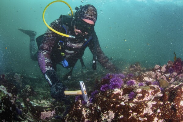 CORRECTS SOURCE TO ONLY RALPH PACE PHOTOGRAPHY - In this image provided by Ralph Pace Photography, Josh Russo smashes urchins Sunday, Sept. 22, 2019, at Van Damme State Beach, near Caspar, Calif. From urchin crushing to lab-grown kelp, efforts to save California's kelp forests show promise. (Ralph Pace Photography via AP)