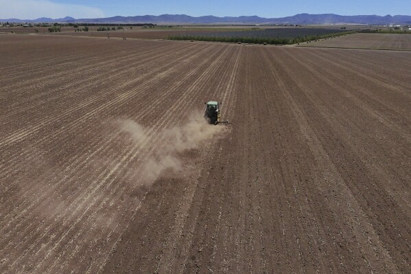 A tractor works a field belonging to members of the Mennonite community in Cuauhtemoc, Mexico, Thursday, May 1, 2025. (AP Photo/Martin Silva Rey)