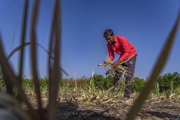 Atul Jadhav, a farmer removes damaged sugarcane remains due to drought in Kambi village, Beed district, India, Saturday, May 4, 2024. India's 120 million farmers share fast-shrinking water resources as groundwater is pumped out faster than rain can replenish it. Jadhav said returns on farming are so dire that he "won't allow" his children to take it up when they're older. (AP Photo/Rafiq Maqbool)