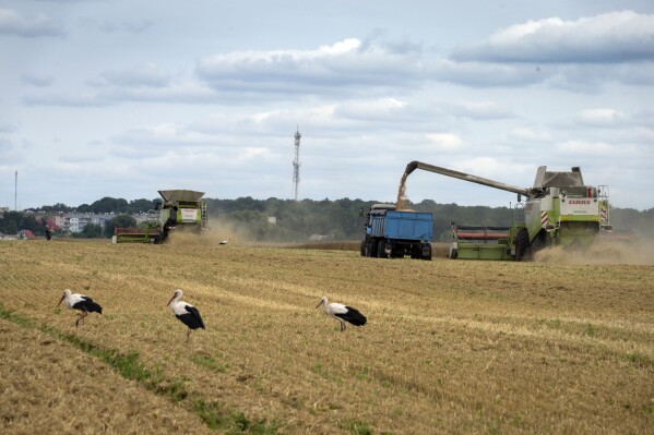 FILE - Storks walk in front of harvesters in a wheat field in the village of Zghurivka, Ukraine, on Aug. 9, 2022. Russia said Monday July 17, 2023 it has halted an unprecedented wartime deal that allows grain to flow from Ukraine to countries in Africa, the Middle East and Asia where hunger is a growing threat and high food prices have pushed more people into poverty. (AP Photo/Efrem Lukatsky, File)