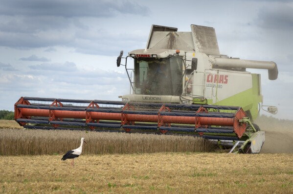 File - A stork walks in front of a harvester in a wheat field in the village of Zghurivka, Ukraine, Tuesday, Aug. 9, 2022. Countries are trying to protect their own food supplies as the combined effect of the war in Ukraine, the threat of El Nino and the increasing damage from climate change takes a toll. (AP Photo/Efrem Lukatsky, File)