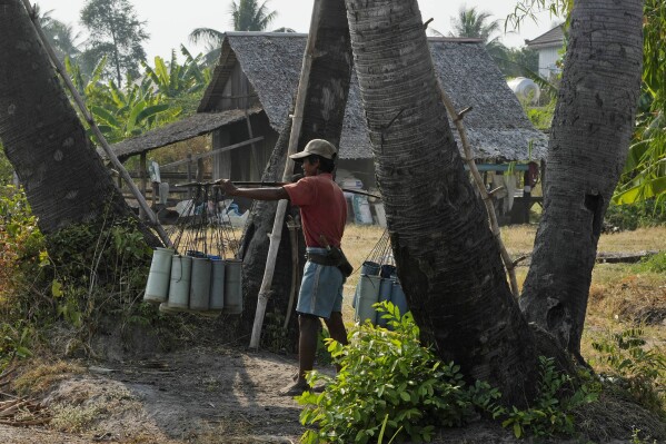 Chin Choeun, 54, walks with sap collected from palm trees to make sugar, during harvest season at Trapang Ampel village, outside Phnom Penh, Cambodia, Friday, March 15, 2024. (AP Photo/Heng Sinith)