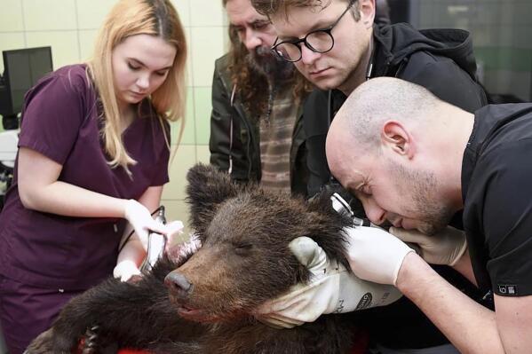 FILE - In this image provided by Rehabilitation of Protected Animals, veterinarians diagnose and treat an exhausted young male brown bear named Ada at the center in Przemysl, Poland, on Jan. 11, 2022. Veterinarians in Poland said Thursday Jan. 20, 2022, that they have euthanized Ada, the sick brown bear cub after more than a week of treatment failed to ease the serious neurological symptoms. (Rehabilitation of Protected Animals via AP)