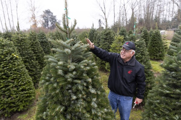 Gary Chastagner, a Washington State University professor called "Dr. Christmas Tree" shows an example of a less-desirable tree due to fewer top branches, grown in a small plantation of Turkish fir trees to produce disease and insect-resistant Christmas trees at the school's Puyallup Research and Extension Center on Thursday, Nov. 30, 2023, in Puyallup, Wash. Chastagner has been working with breeders to see if species from other parts of the world — for instance, Turkish fir — are better adapted to conditions being wrought by climate change. (AP Photo/Jason Redmond)