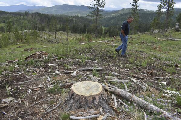 Blaine Cook, a retired U.S. Forest Service forest management scientist, is seen walking through a logging site in the Black Hills National Forest, on July 14, 2021, near Custer City, S.D. Cook said his monitoring work last decade showed too many trees were being cut from the forest. (AP Photo/Matthew Brown)