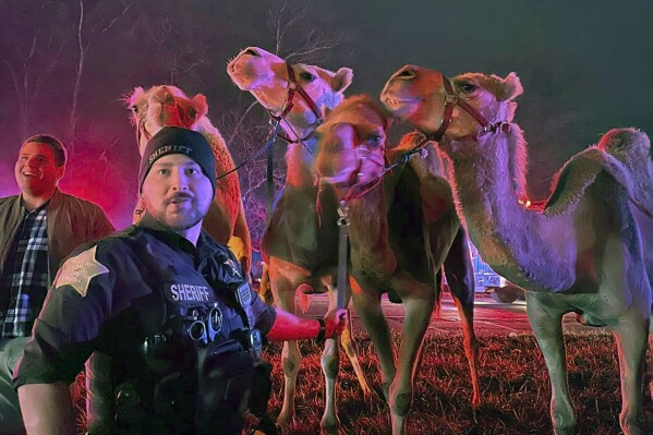 In this photo provided by Grant County Sheriff's Office, animals are rescued by emergency responders after a truck fire near Marion, Ind., early Saturday, Jan. 27, 202. A truck hauling zebras and camels for a series of weekend circus performances caught fire early Saturday on the northeastern Indiana highway, prompting a police rescue of the animals. Sgt. Steven Glass with Indiana State Police says the tractor-trailer caught fire about 2 a.m. along Interstate 69 in Grant County about 60 miles northeast of Indianapolis. (Grant County Sheriff's Office via AP)