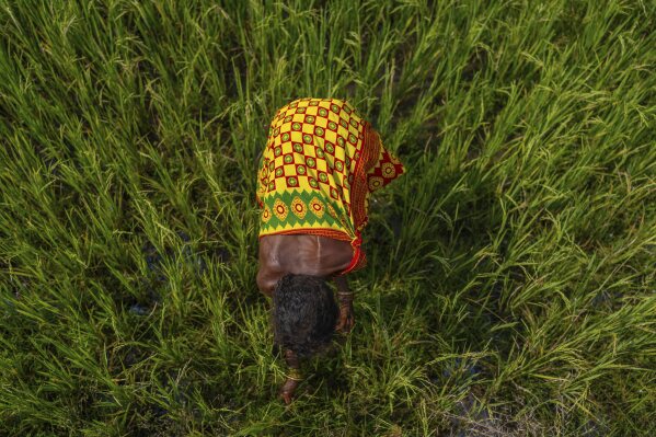 Budri Munduli, a Gadaba Indigenous woman, tends to her paddy fields outside near her homestead in Hatipakhna village, Koraput district, in India's eastern state of Odisha, Wednesday, April 16, 2025. (AP Photo/Rafiq Maqbool)