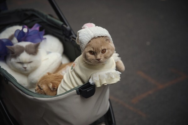 A reveler, unseen, pushes a stroller carrying his cats as they participate in the annual Easter Parade and Bonnet Festival in front of St. Patrick's Cathedral on Sunday, April 20, 2025, in New York. (AP Photo/Andres Kudacki)