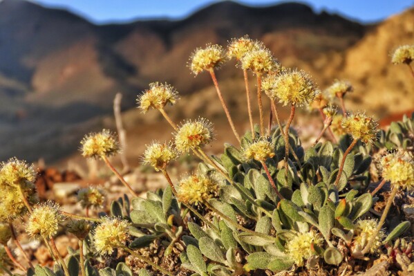 FILE - In this photo provided by the Center for Biological Diversity, Tiehm's buckwheat grows in the high desert in the Silver Peak Range of western Nevada about halfway between Reno and Las Vegas, June 1, 2019, where a lithium mine is planned. (Patrick Donnelly/Center for Biological Diversity via AP, File)