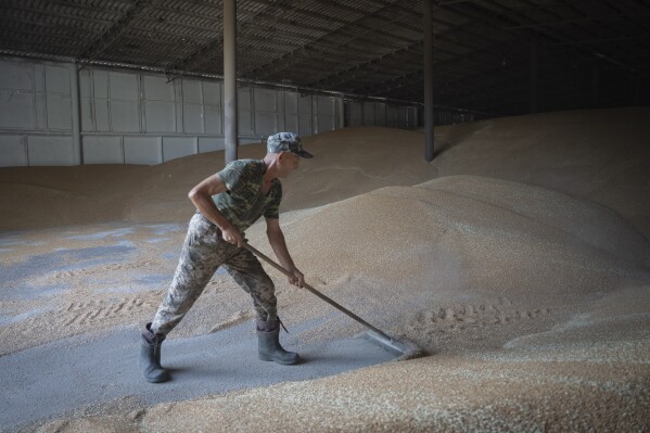 A worker rakes wheat in a granary on a private farm in Zhurivka, Kyiv region, Ukraine, Thursday, Aug. 10, 2023. Last month, Russia pulled out of the deal that the U.N. and Turkey brokered to provide protection for ships carrying Ukrainian grain through the Black Sea. Moscow has since stepped up attacks on Ukrainian ports and grain infrastructure while Ukraine has hit one of Russia's own ports, leading wheat and corn prices to zigzag on global markets.(AP Photo/Efrem Lukatsky)