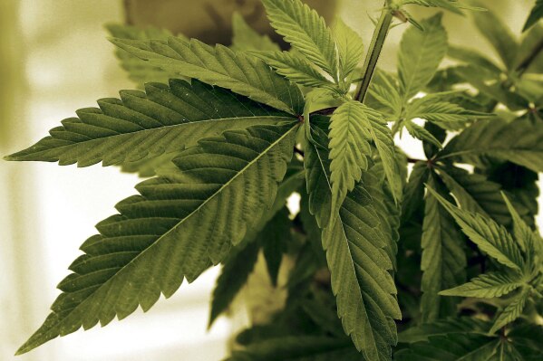 FILE - In this June 17, 2015 file photo, marijuana plants grow at LifeLine Labs in Cottage Grove, Minn. Minnesotans can legally possess and grow their own marijuana for recreational purposes starting Tuesday, Aug. 1, subject to limits meant to keep a lid on things while the state sets up a full-blown legal cannabis industry. (AP Photo/Jim Mone, File)