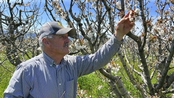 Beekeeper Gene Brandi tends to his hives at a cherry tree orchard in San Juan Bautista, Calif., Thursday, Aug. 6, 2023. (AP Photo/Terry Chea)