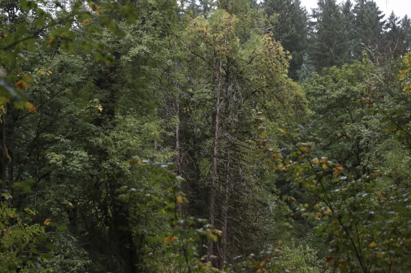 Three dead western red cedars, center, at Magness Memorial Tree Farm in Sherwood, Ore., Wednesday, Oct. 11, 2023. Iconic red cedars — known as the "Tree of Life' — and other tree species in the Pacific Northwest have been dying because of climate-induced drought, researchers say. (AP Photo/Amanda Loman)