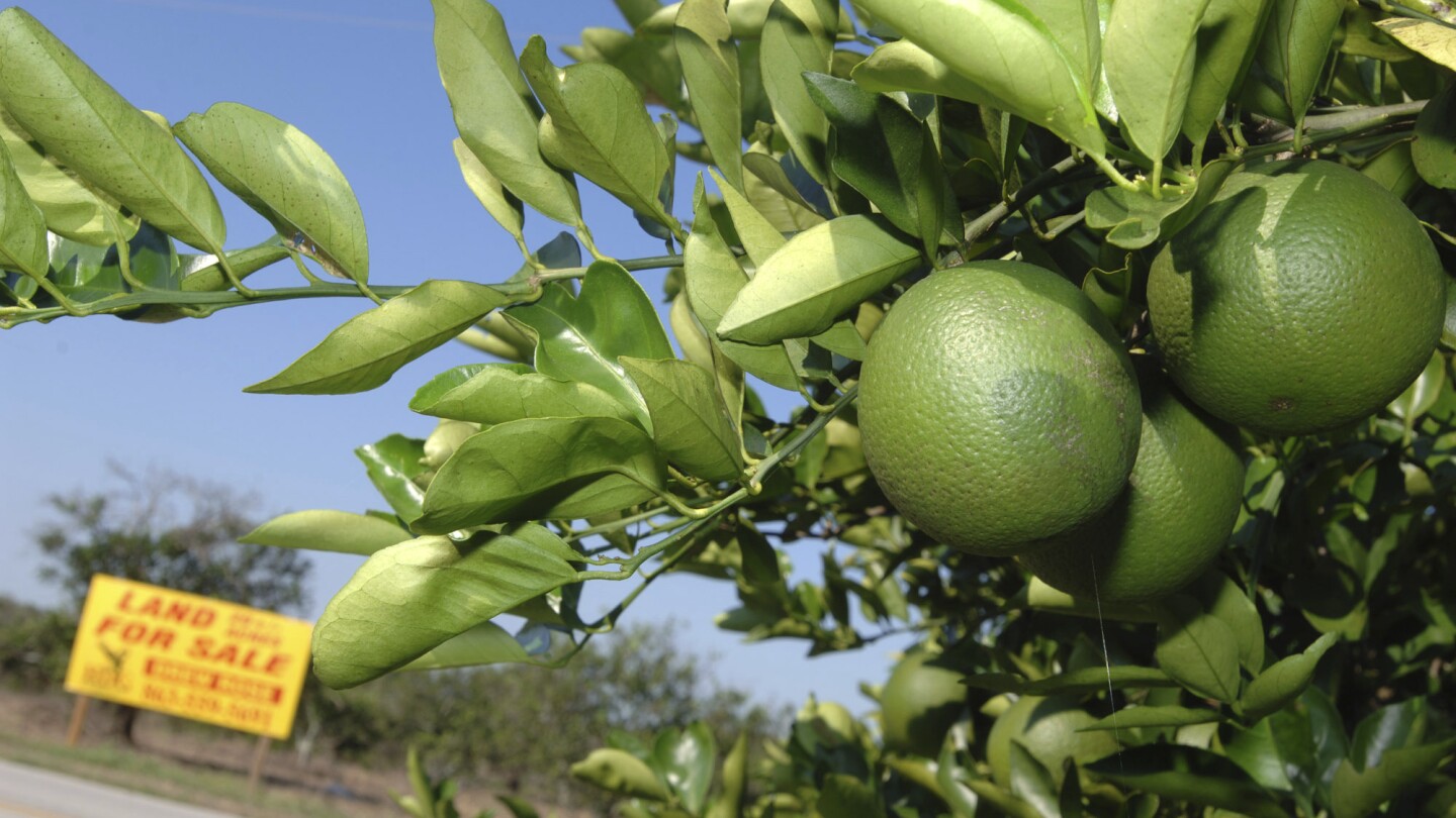 Столицата на цитрусовите плодове във Флорида беше най-популярната дестинация за преместилите се в САЩ миналата година