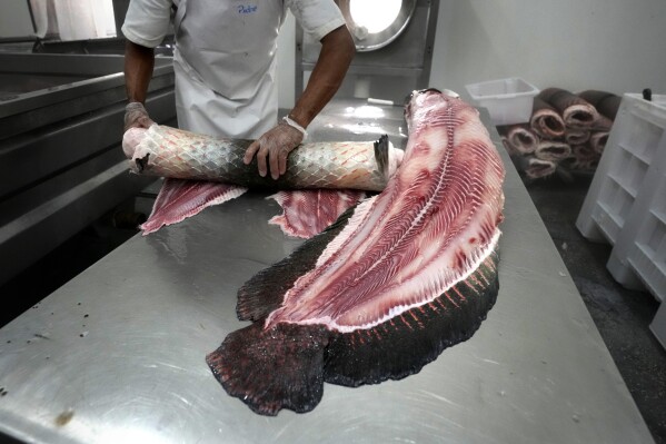 FILE - A man separates leather from the body of a Pirarucu fish at industrial refrigeration factory of Asproc, Association of Rural Producers of Carauari, Amazonia, Brazil, Aug. 31, 2022. Among leaders and advocates of the Amazon rainforest region, there's hope for bioeconomy, a term that refers to people making a living from the forest without cutting it down. Examples include Acai fruits, Pirarucu fish and rubber tapping. (AP Photo/Jorge Saenz, File)