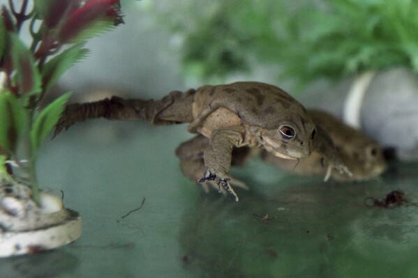 FILE - A captive frog, of the Telmatobius Culeus species, moves inside of a glass box at Huachipa Zoo, on the outskirts of Lima, Peru, Nov. 6, 2019. The International Union for Conservation of Nature, the leading tracker of global biodiversity, released their new Red List of Threatened Species on Monday, Dec. 11, 2023, at the United Nations climate conference in Dubai. Amphibians are particularly at risk, with 41% under threat of extinction. (AP Photo/Martin Mejia, File)