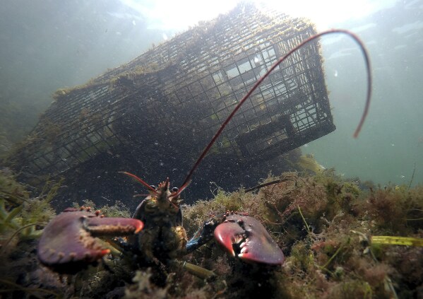 A lobster guards its territory in front of a trap off Biddeford, Maine, on Sept. 3, 2018. (AP Photo/Robert F. Bukaty, file)