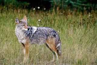 FILE - In this Feb. 10, 2013, file photo, a coyote stands in a field in Montana. The Nevada Department of Wildlife's efforts to develop a policy on coyote killing contests are failing to progress as commissioners say they little faith that hunters and conservationists can reach agreement. (Karen Nichols/The Daily Inter Lake via AP)