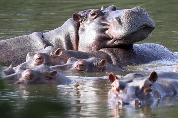 FILE - Hippos float in the lagoon at Hacienda Napoles Park, once the private estate of drug kingpin Pablo Escobar who imported three female hippos and one male decades ago in Puerto Triunfo, Colombia, Thursday, Feb. 4, 2021. Colombia will try to control its population of more than 100 hippopotamuses through surgical sterilization, the transfer of hippos to other countries and possibly euthanasia, the government said Thursday, Nov. 2, 20223. (AP Photo/Fernando Vergara, File)