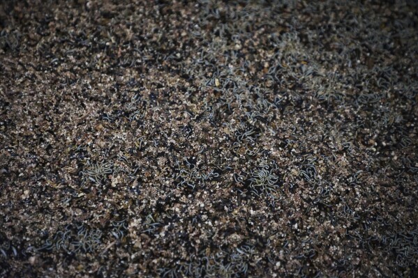 Worms crawl in the fish sauce made in Nam O fishing village, on March 5, 2025, in Da Nang, Vietnam. (AP Photo/Yannick Peterhans)