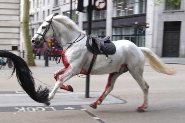 Horses loose in London - Figure 1