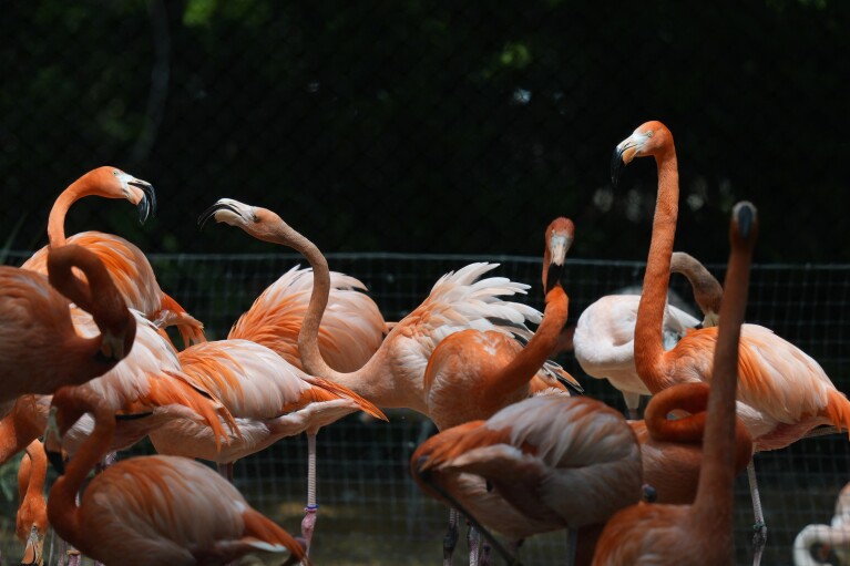 Pink flamingos move around their enclosure at the Fort Worth Zoo during a solar eclipse Monday, April 8, 2024, in Fort Worth, Texas. (AP Photo/LM Otero)