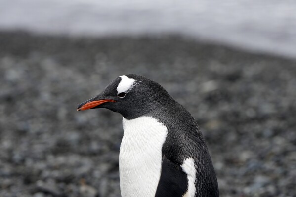 Penguins walk at King George Island's beach, Antarctica, Nov. 23, 2023. (AP Photo/Jorge Saenz)