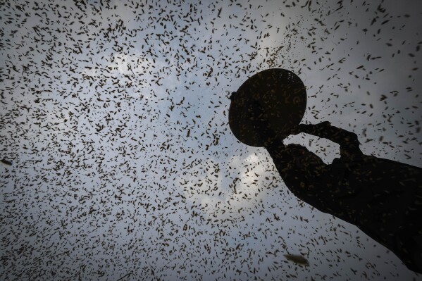 A farmer harvests rice crop in a paddy field on the outskirts of Guwahati, India, Tuesday, June 6, 2023. Experts are warning that rice production across South and Southeast Asia is likely to suffer with the world heading into an El Nino. (AP Photo/Anupam Nath)