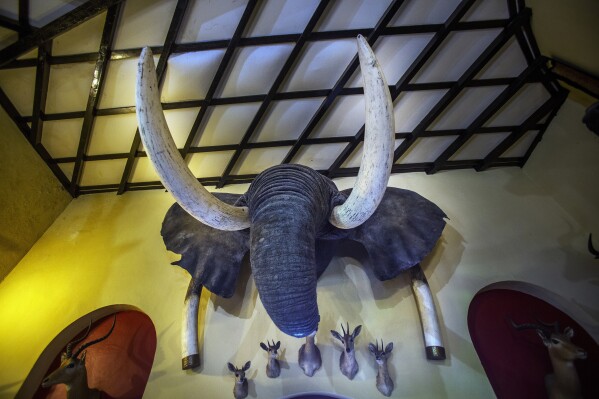 FILE - An elephant head wall trophy is on display at the Nesbitt Castle in Bulawayo, Zimbabwe, in this April 23, 2018 file photo. Nearly half of the world's migratory species are in decline, according to a new United Nations report released Monday, Feb. 12, 2024. Many songbirds, sea turtles, whales, sharks and migratory animals move to different environments with changing seasons and are imperiled by habitat loss, illegal hunting and fishing, pollution and climate change. (APPhoto/Jerome Delay, File)