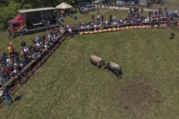 An aerial view of bulls fighting during the bullfights competition in Bijelo Polje, Bosnia, Sunday, May 11, 2025. (AP Photo/Armin Durgut)