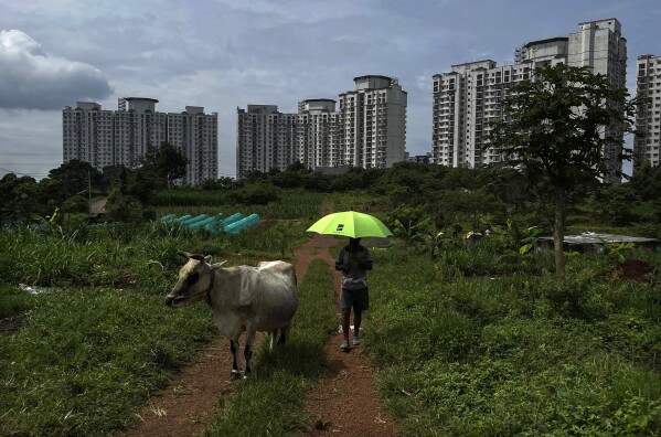 FILE - A man walks holding an umbrella past a cow at a farm adjacent to a residential apartment complex in Kochi, southern Kerala state, India, Saturday, June 11, 2022. (AP Photo/R S Iyer, File)