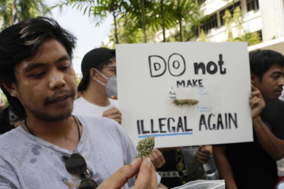 A cannabis supporter holds a piece of cannabis during a demonstration outside the Government House in Bangkok, Thailand, Tuesday, Nov. 22, 2022. Thailand made it legal to cultivate and possess marijuana for medicinal purposes earlier this year, but lax regulations allowed the growth of a recreational marijuana industry, and the demonstrators don't want the rules against it to be strengthened again. (AP Photo/Sakchai Lalit)