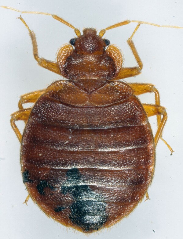 This 2022 photo provided Wednesday Oct.4; 2023 by entomologist Jean-Michel Berenger, who raises bedbugs in his lab, shows a bedbug in Marseille, southern France. The French government has been forced to step in to calm a nation increasingly anxious about bedbugs. (Jean-Michel Berenger via AP)