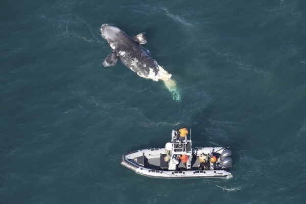 This photo provided by the Georgia Department of Natural Resources shows a DNR boat crew assessing a dead juvenile right whale about 20 miles off Tybee Island, Ga., Wednesday, Feb. 14, 2024. (Georgia Department of Natural Resources via AP)
