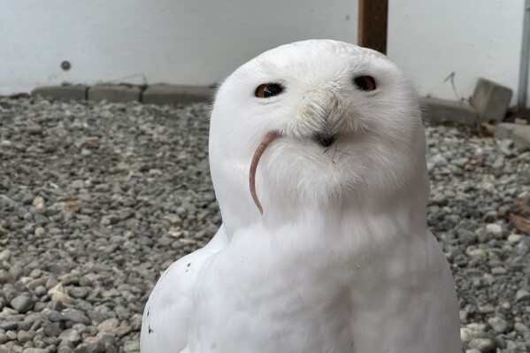 A snowy owl named Ghost eats a frozen rat at the Bird Treatment and Learning Center on Feb. 6, 2025, in Anchorage, Alaska. The center is among animal shelters and zoos around the country providing cathartic avenues for the scorned to get a little revenge on Valentine's Day. (AP Photo/Mark Thiessen)
