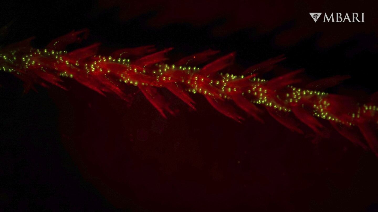 Първите светещи в тъмното животни може да са били древни корали дълбоко в океана
