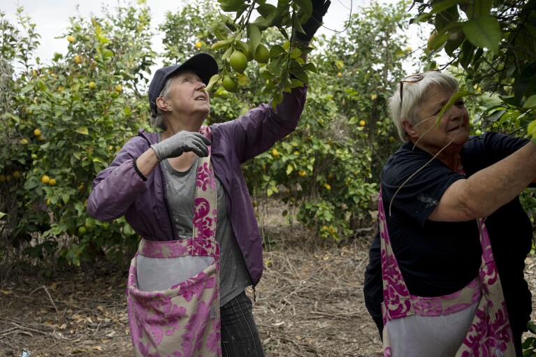 Dutch volunteers Anja van der Stok, left, and Jannie Slim, right, pick lemons on a farm in southern Israel, as part of a post-Oct. 7 solidarity tour, Monday, March 4, 2024. Their trip is part of a wave of religious "voluntourism" to Israel, organized trips that include some kind of volunteering aspect connected to the ongoing war in Gaza. Israel's Tourism Ministry estimates around a third to half of the approximately 3,000 visitors expected to arrive each day in March are part of faith-based volunteer trips. Prior to Oct. 7, around 15,000 visitors were arriving in Israel per day, according to Tourism Ministry statistics. (AP Photo/Maya Alleruzzo)