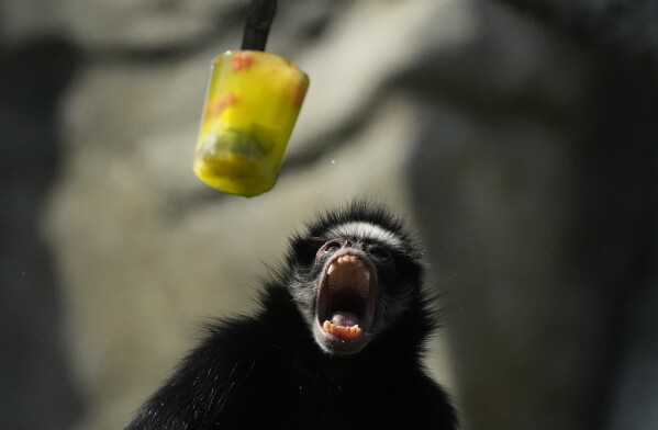 A spider monkey opens its mouth as frozen fruit is served at the BioParque do Rio amid a heat wave in Rio de Janeiro, Brazil, Friday, Sept. 22, 2023. (AP Photo/Silvia Izquierdo)