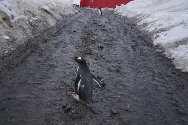 Papua penguins walk at the Bernardo O'Higgins Chilean military base in Antarctica, Thursday, Nov. 23, 2023. (AP Photo/Jorge Saenz)